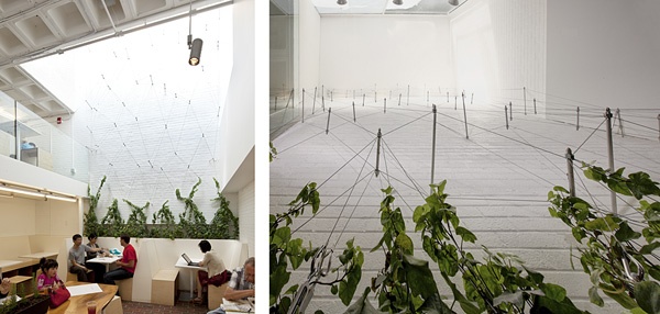 clover hsq vines